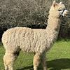 TOFT Jargel Elite Brown huacaya female for sale at TOFT Alpaca Stud